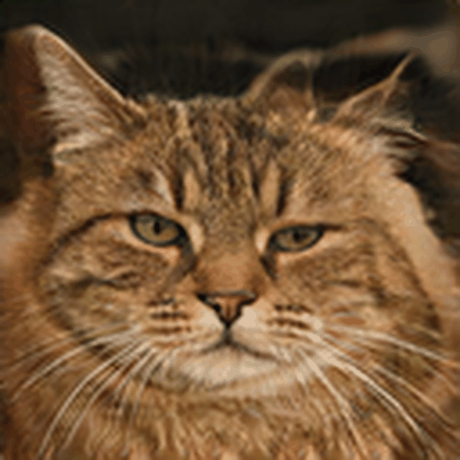 Latent walk interpolation between cat faces